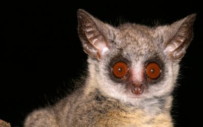 South African Bushbabies