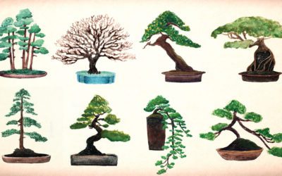 Beautiful Bonsai