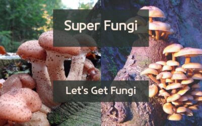 Universe of the Super Fungi